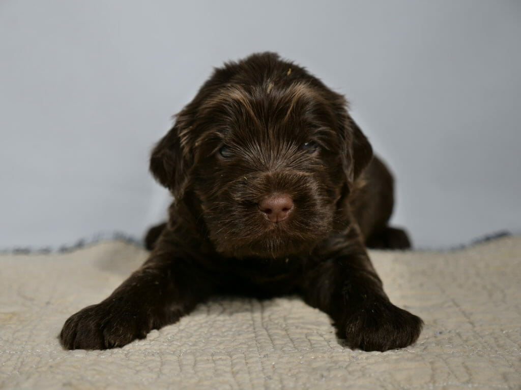 Close up image of a 3 week old dark chocolate labradoodle puppy. Lying on a cream colored rug with a white backdrop, he is looking directly at the camera with dark blue eyes. His front paws are spread out wide. He has light caramel colors on his forehead and throughout his coat. His nose is a light brown.