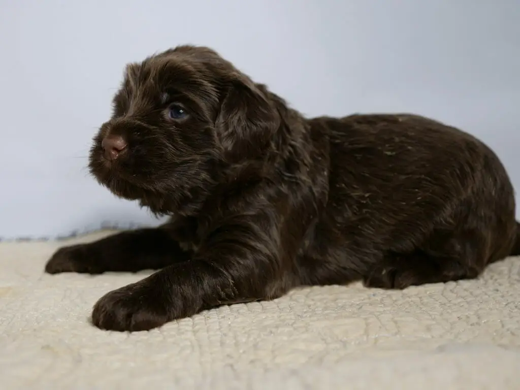 A 3 week old dark chocolate labradoodle puppy is lying sideways facing the left side of the image. His dark blue eyes are shining in the light, with caramel tones throughout his coat. He is lying on a cream colored rug with a white backdrop.