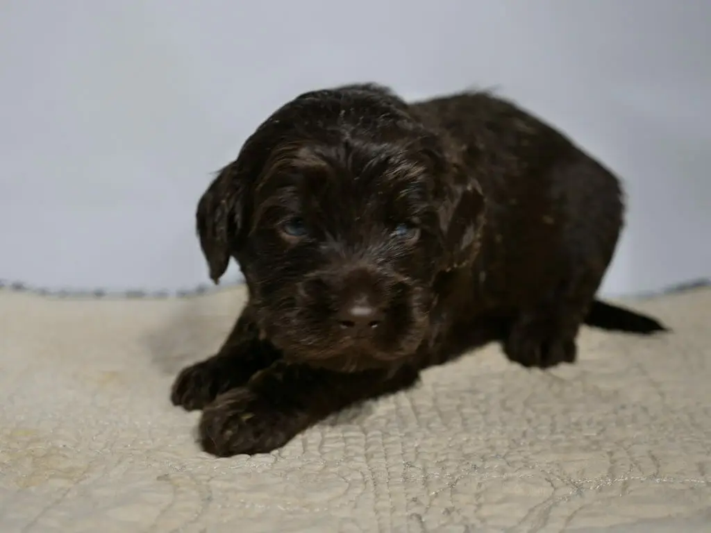 Photo taken from ground level of a 3 week old dark chocolate labradoodle puppy lying on a cream colored rug with a white backdrop. Puppys head is on the left side and he is turned slightly so we can see the length of his body and just a bit of his tail . His eyes are dark blue and he is looking to the right of the camera. Caramel tones throughout his coat are shining in the light