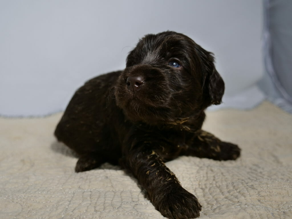 Close up image of a 3 week old dark chocolate labradoodle puppy. He is lying on a cream colored rug with a white backdrop. He is facing the camera with his body slightly angled to the left, he is looking to the left of the camera and his dark blue eyes are shining in the light. He has little flecks of orange food on his paws and neck.