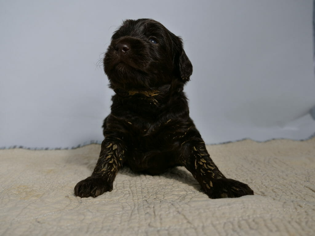 Photo taken from ground level, a 3 week old dark chocolate labradoodle puppy is sitting up straight facing the camera head on. His head is lifted as he looks above the camera. His blue eyes are shining in the light. He has orange food on his legs and neck.