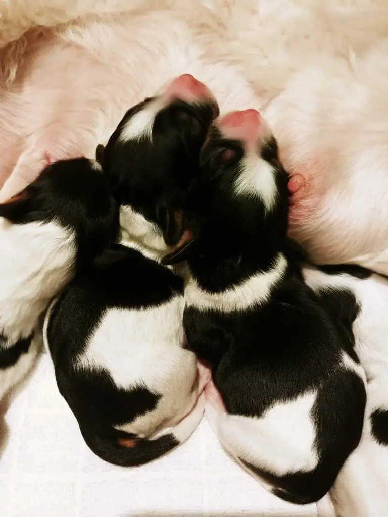 Focus of the image is 2 newborn black and white labradoodle puppies. They are lying side by side with their faces pressed together while resting on Moms tummy. They both have black heads with a white blaze on their forehead. With black and white markings on their torsos. Image taken from birds eye view, with the puppies heads at the top of the image.