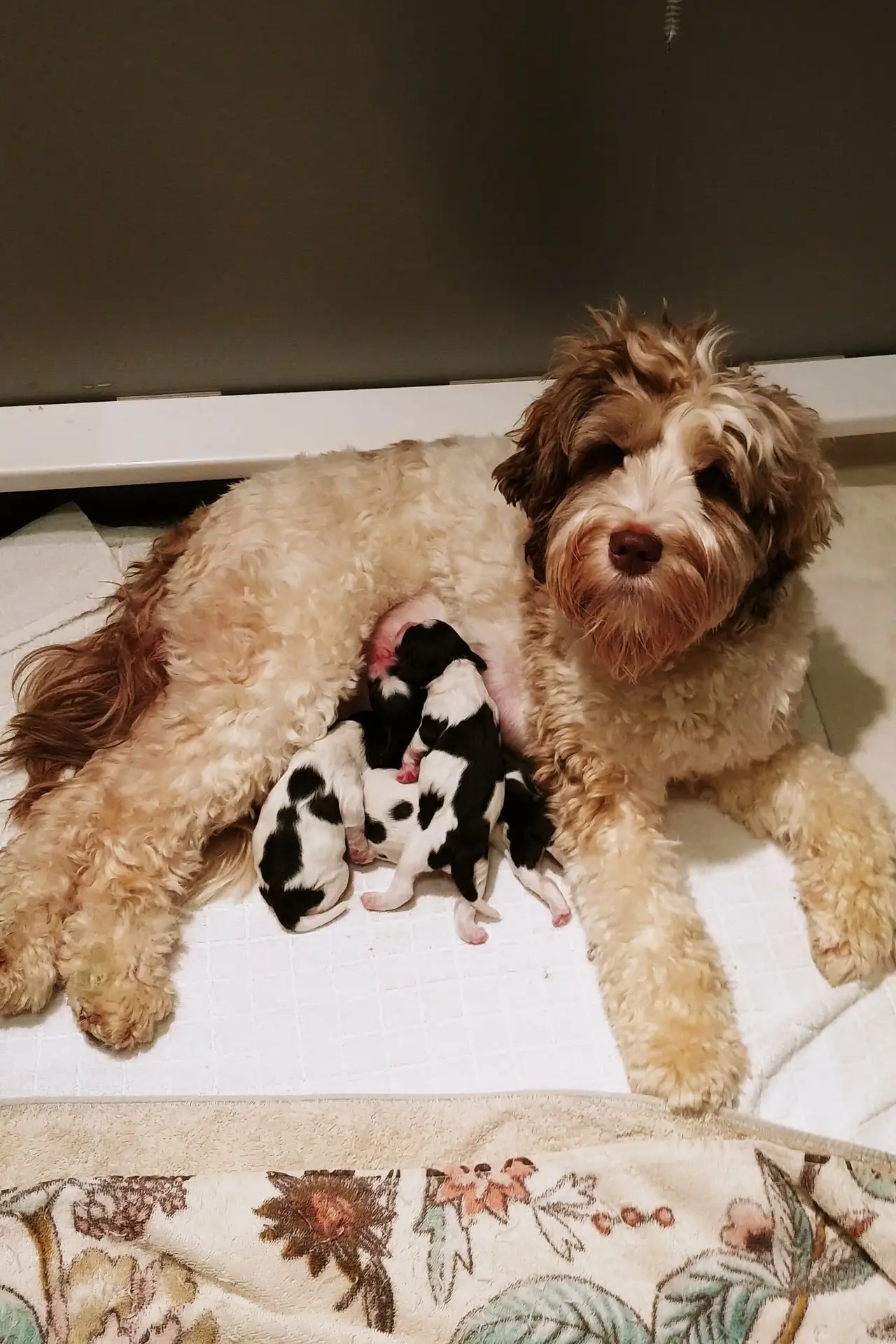Photo taken from birds eye view, a Sable Parti pattern Labradoodle Mom is looking at the camera while nested against her tummy are 4 newborn parti pattern puppies (black and white). They are all lying on a white blanket.