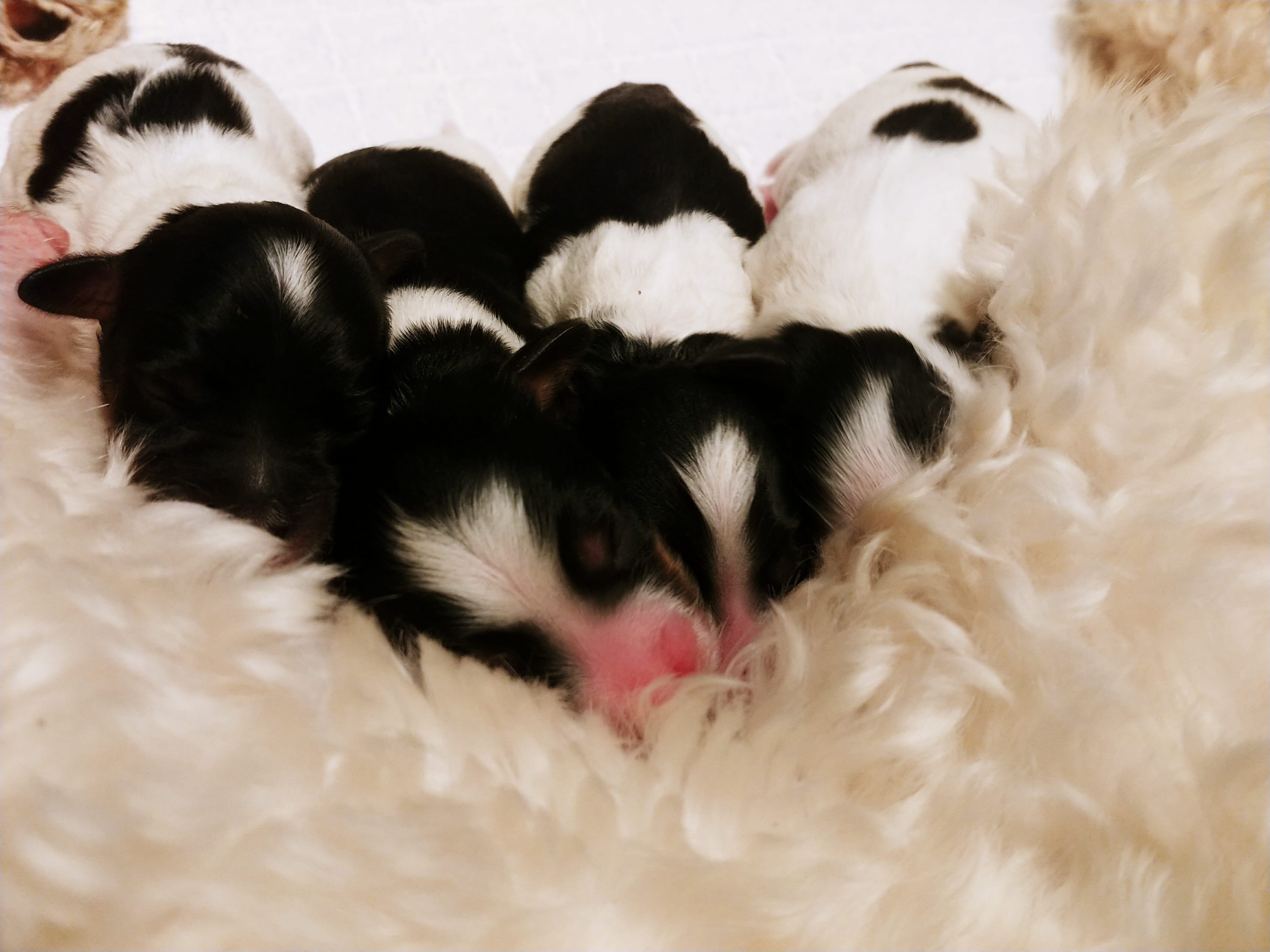 Image of 4 newborn parti pattern labradoodle puppies (white and black) they are snuggled together facing the camera and resting against the belly of their mom. One pink nose is centered in the image.
