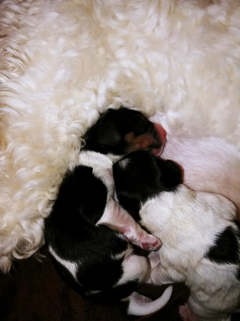 Birds eye view of 2 sleeping newborn labradoodle puppies. They are lying against their mom, one puppy is on their side with a black head/face with tan markings, their arm is white and their back is black. Snuggled into that puppy is another one with their face buried under the firsts neck, a white body and black head with a small patch of black on their lower back.