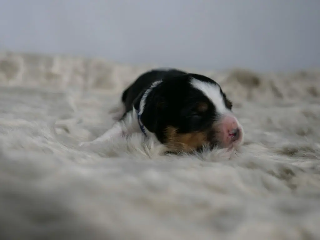 1-week old black, white and tan labradoodle puppy lying facing the camera on a fluffy white blanket. Puppy has his head turned to the right, a patch of tan is visible on the side of his face. A white stripe up his forehead and otherwise mostly black.
