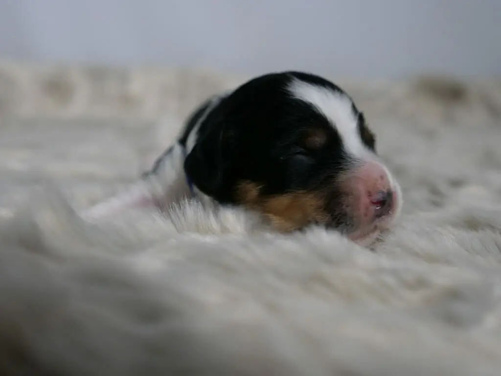 1-week old black, white and tan labradoodle puppy lying facing the camera on a fluffy white blanket. His face is turned to the right and a patch of tan is visible on the side of his face. His head is black with a blaze of white up to his forehead.