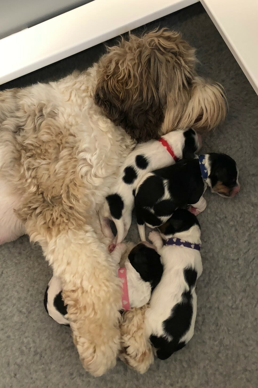 Photo taken from birds eye view. A cream and tan labradoodle mom lying on her side with her four 1-week old black and white puppies cuddled against her. One puppy (wearing a pink collar) is being hugged between her arms. A white puppy with black spots on its back (red collar) is lying against Moms neck. Beside that puppy is a mostly black one with white stripes and a blue collar. The fourth puppy has its head against the black puppys tummy and is mostly white with a black stripe down its back and a purple collar.