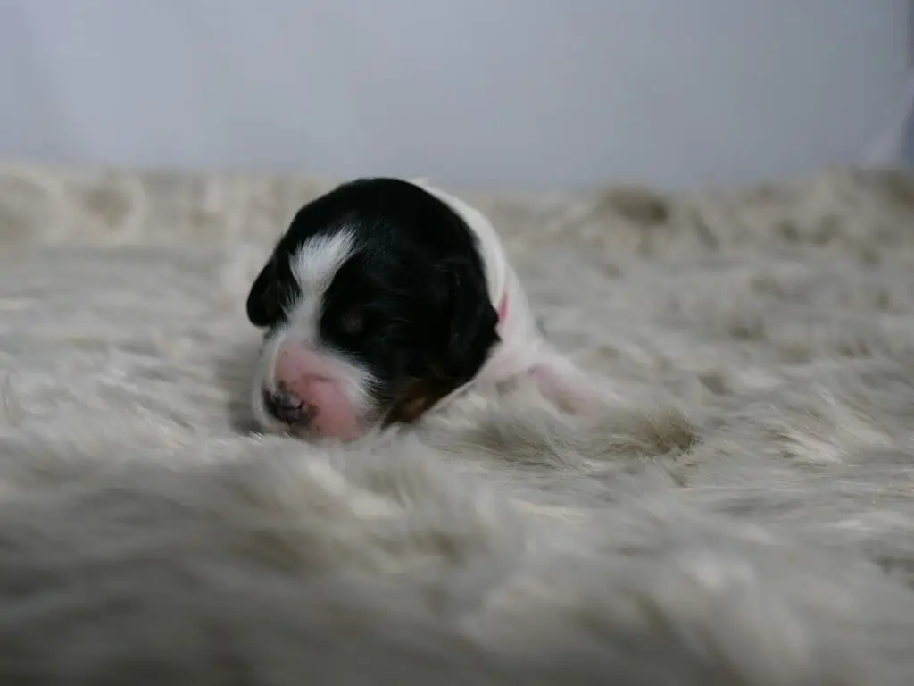 Photo taken from ground level, a fluffy white rug with a tiny 1-week old black and white labradoodle puppy facing the camera. Puppys eyes are still sealed shut, her ears and head are black with a little white streak from nose to forehead. Her head is turned slightly to the left of the image.