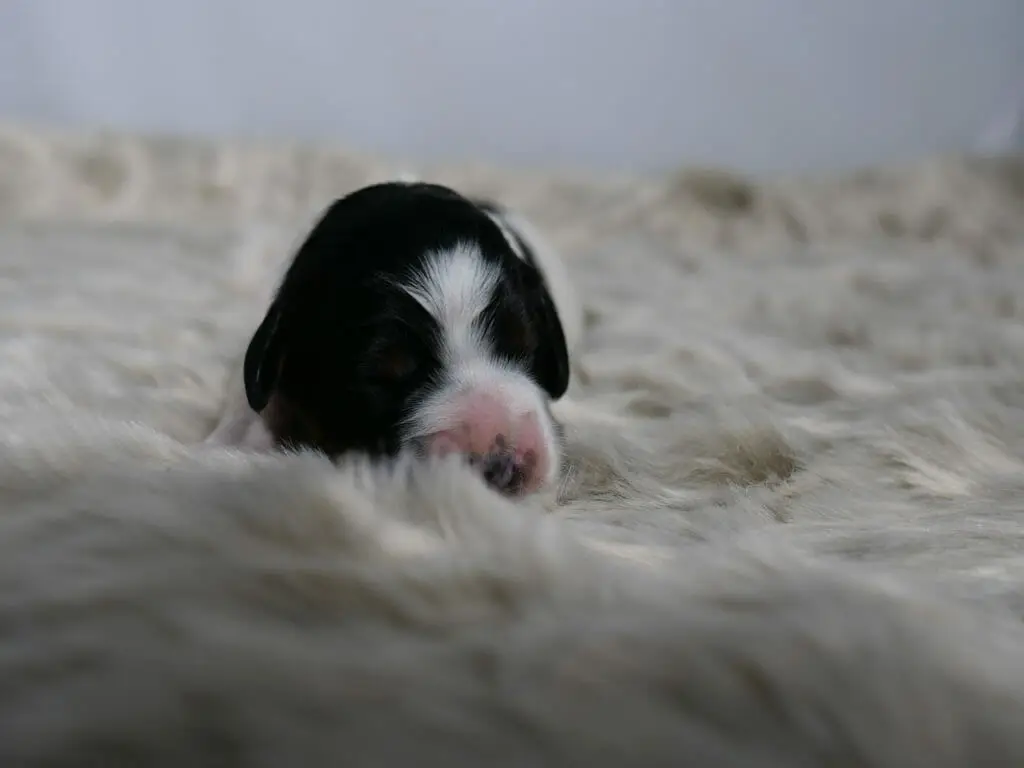 Photo taken from ground level. A 1-week old black and white labradoodle puppy is lying on a fluffy white blanket facing the camera. Black head, ears and eyes with a white streak from nose to forehead. Tiny black nose surrounded by soft pink is tucked slightly behind a fold in the blanket.