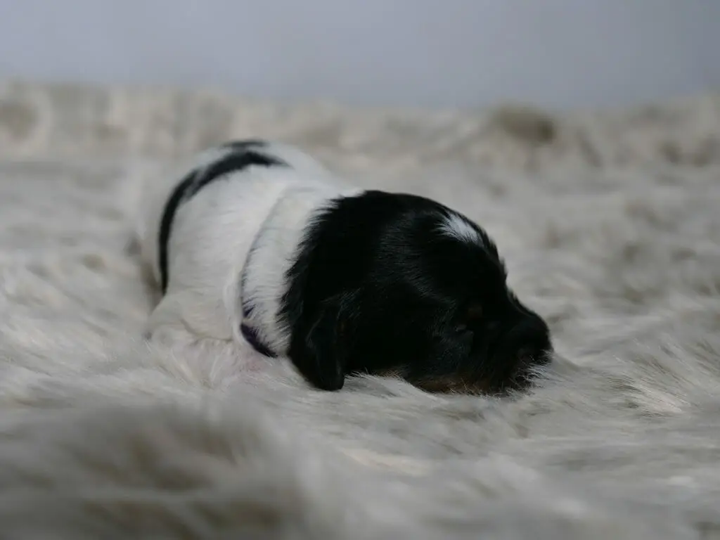1-week old black and white labradoodle puppy is lying on a fluffy white blanket with his head turned to the right. His head is all black with a patch of white on the top of his head, his body is all white with a few patches of black.