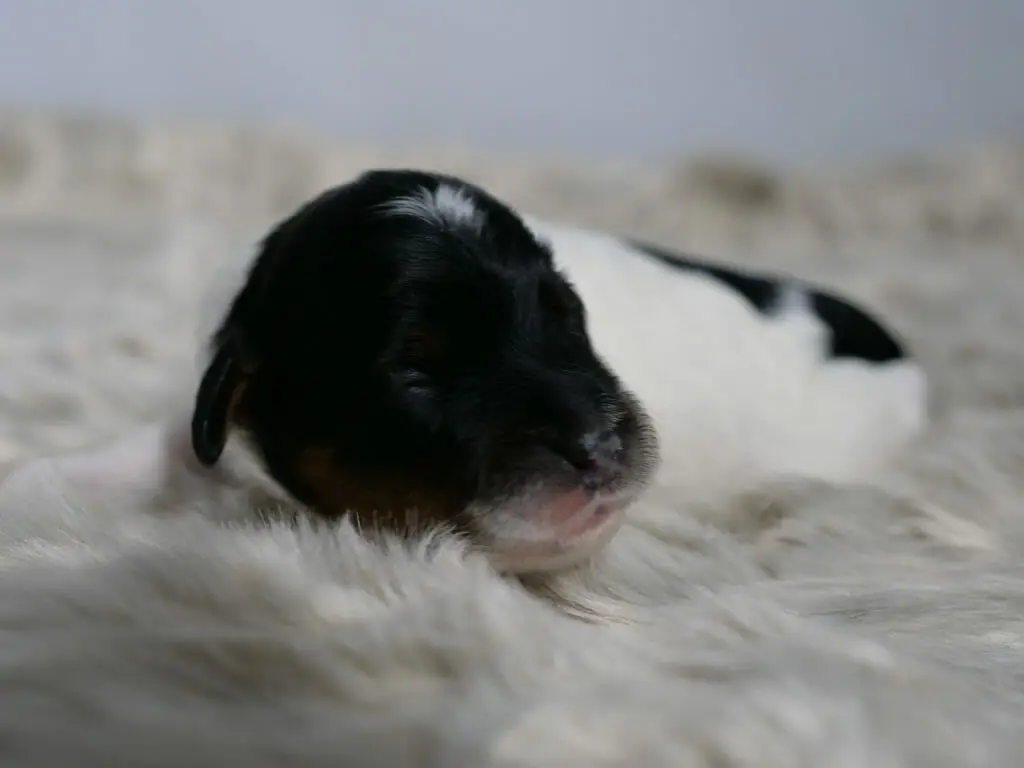 1-week old black and white labradoodle puppy lying on a fluffy white blanket. His black head and face is turned to the right, in the background his body is white with a black patch on his back.