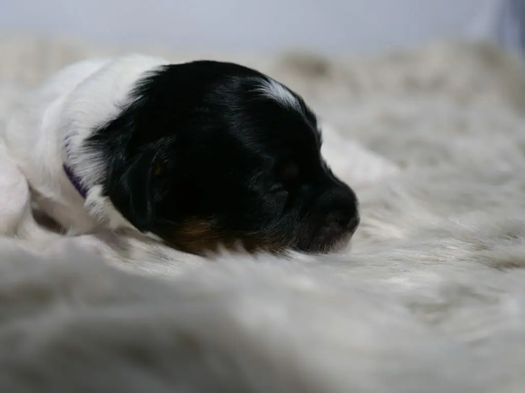 1-week old black and white labradoodle puppy lying on a fluffy white blanket with his head turned to the right. His head and face are black with a patch of white on the top. His body is white with patches of black.