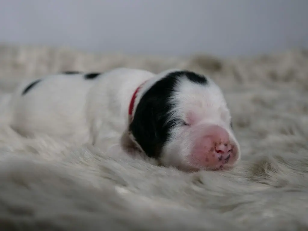 1-week old white and black labradoodle puppy lying on a fluffy white blanket. She is predominantly white with a black ear and small black spots on her back. She is wearing a red collar.