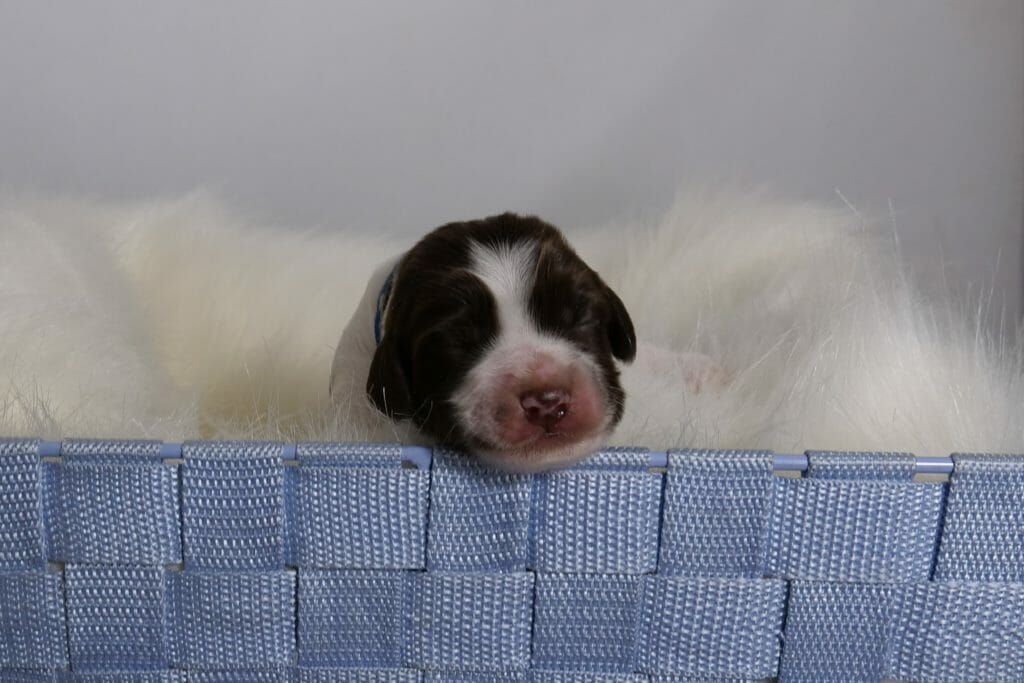 1-week old parti pattern labradoodle puppy. Photo taken from ground level, puppy is facing the camera while sitting inside a sheepskin lined blue basket. His nose and forehead are white and his eyes and top of head are dark chocolate colored.