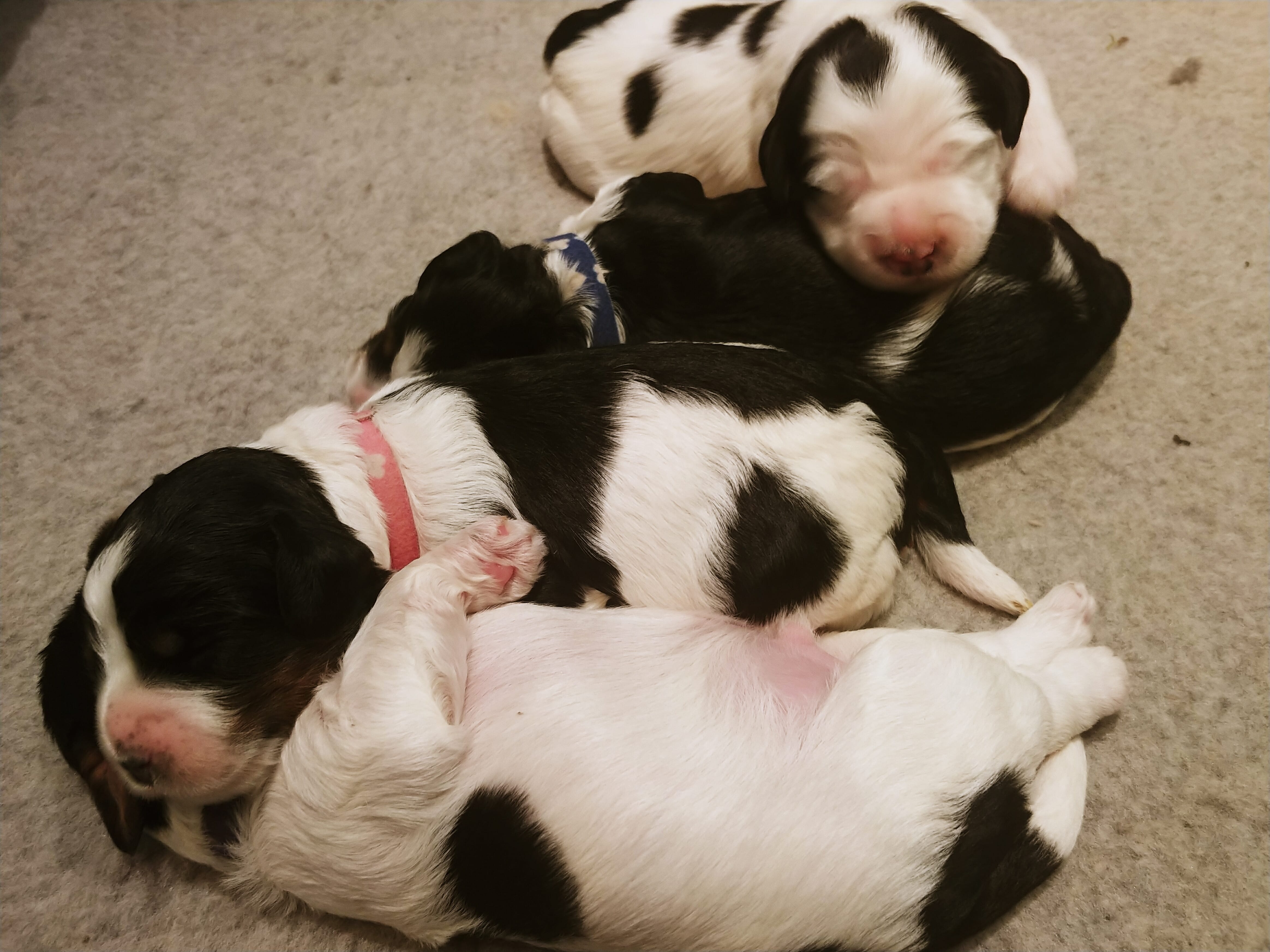 Four 2-week old black and white labradoodle puppies. Lying with their heads on each other on a cream colored rug.