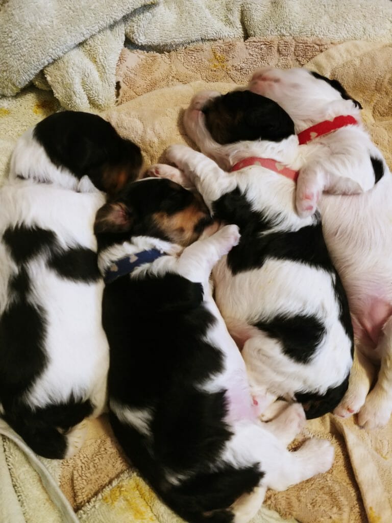 Birds eye view of four 2-week old labradoodle puppies. They are lying side by side with legs across each other. All of the puppies are black and white, the second from left has a visible patch of tan on the side of his face.