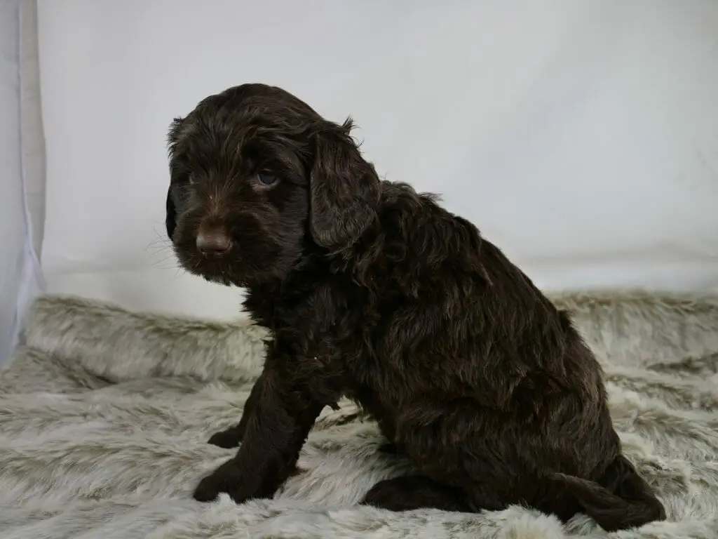 Profile of a 5 week old dark chocolate labradoodle puppy sitting on a fluffy grey rug. Puppy is looking over its shoulder towards the camera.