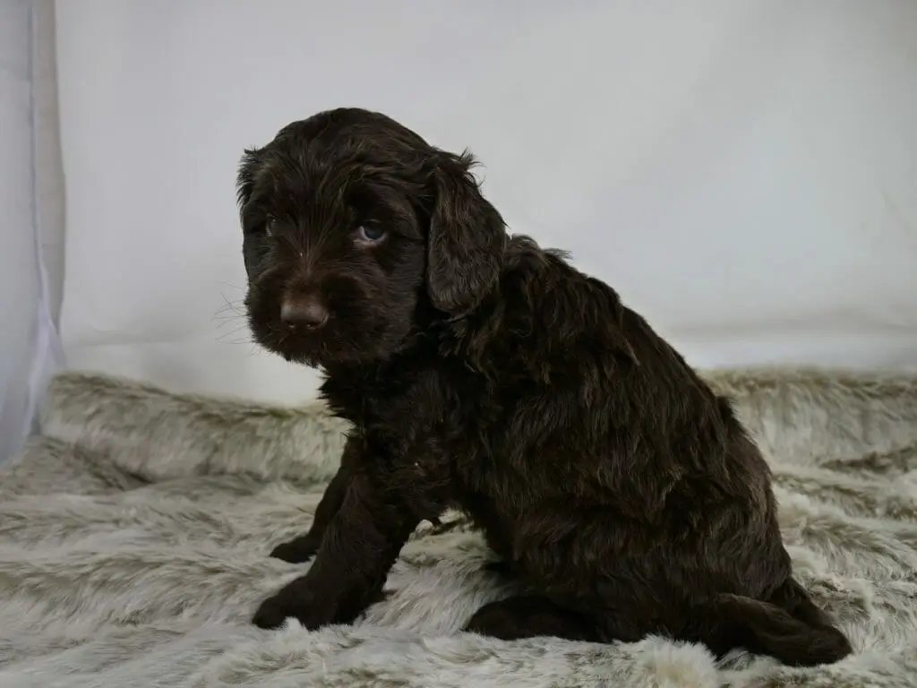 5 week old dark chocolate labradoodle puppy, sitting sideways and looking over their shoulder towards the camera.