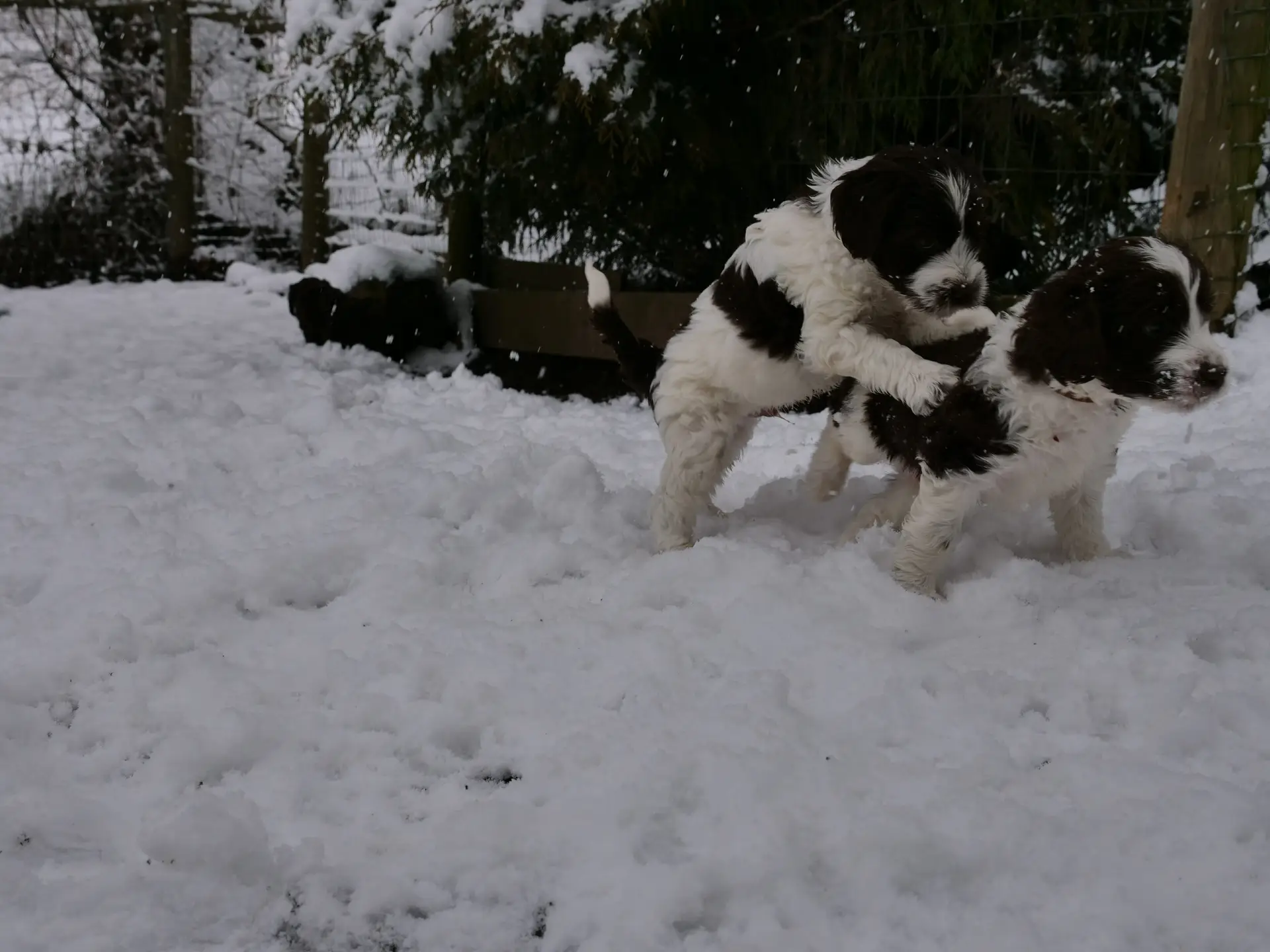 Two 5-week old black and white labradoodle puppies playing in the snow. One puppy is jumping on the back of the other.