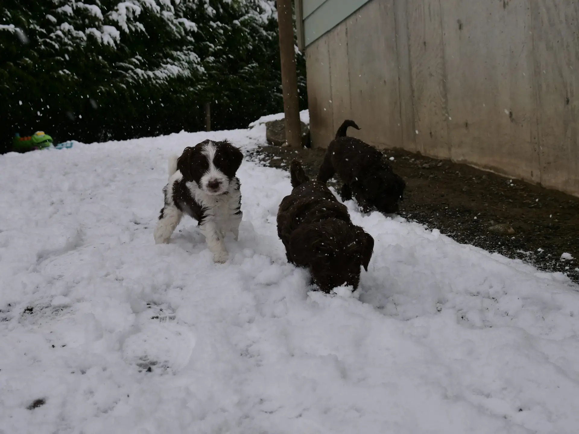 Three 5-week old labradoodle puppies exploring fresh snow fall. In the background is a line of trees, and a wooden building. Closest to the building is a dark chocolate puppy sniffing the ground. Closer to the camera is another dark chocolate puppy also sniffing the ground. Just beside that one is a black and white puppy who is looking towards the camera.