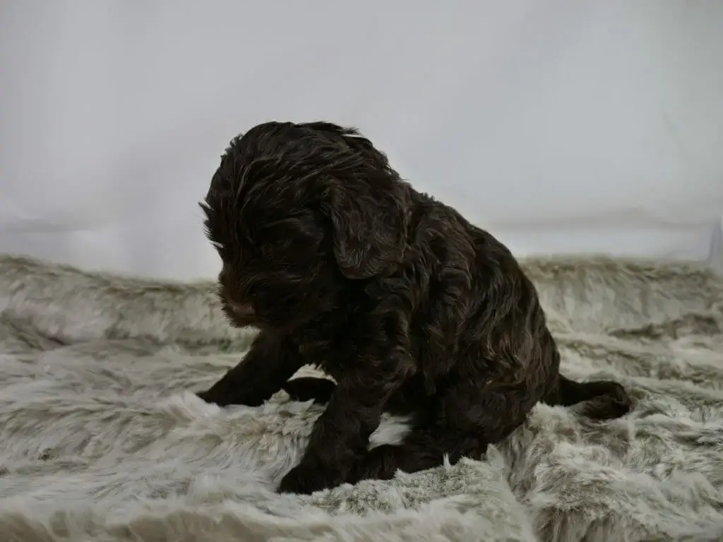 5 week old dark chocolate labradoodle puppy sitting on a fluffy grey rug. Puppy is looking down at the rug.