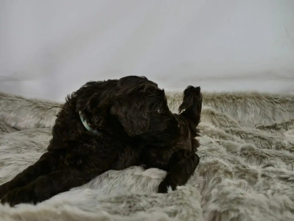 5 week old dark chocolate labradoodle puppy lying on a fluffy grey rug. He has his head turned toward his back end and appears to be staring at his upturned tail that is just beyond his reach.