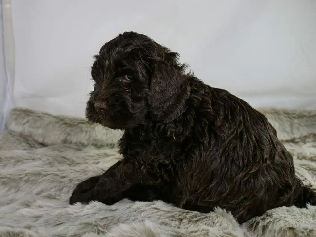 5-week old dark chocolate labradoodle puppy sitting with most of his back to the camera, looking over his left shoulder.
