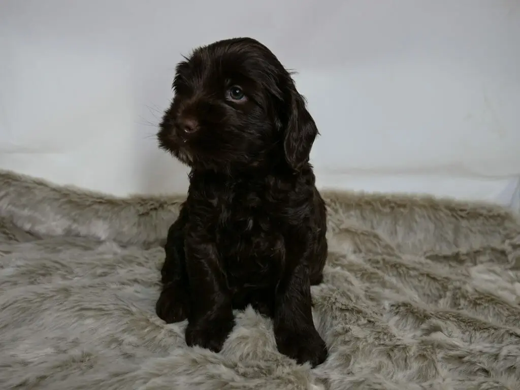 5-week old chocolate labradoodle puppy sitting on a fluffy grey rug. She is facing the camera and with her head turned, looking just to the left.