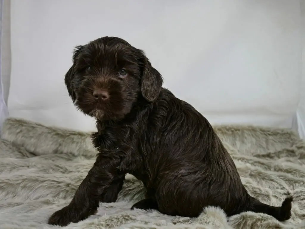 5-week old chocolate labradoodle sitting with her side/back to the camera and looking over her left shoulder towards the camera.