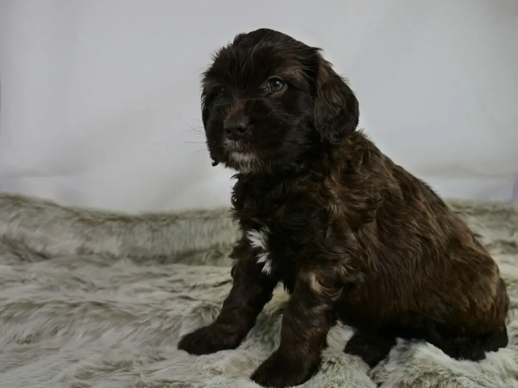 5-week old labradoodle puppy sitting on a fluffy grey rug, turned slightly to the side and looking to the left of the camera. She is chocolate brown with a white streak on her chest and caramel tones throughout her coat. She has a little white goatee and blue eyes.