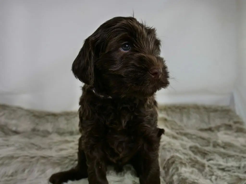5-week old chocolate labradoodle puppy sitting on a fluffy grey rug. Facing forward but looking off to the upper right of the image.