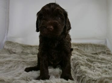 5 week old chocolate brown labradoodle puppy sitting on a fluffy grey rug. Facing the camera with soft blue eyes.