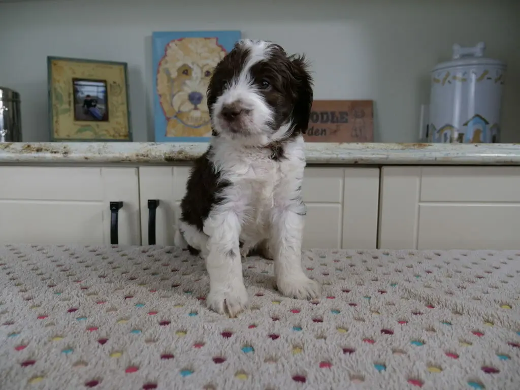 6-week old dark chocolate and white labradoodle puppy sitting on a white blanket with multi-colored dots. He is facing the camera and looking slightly to the left.