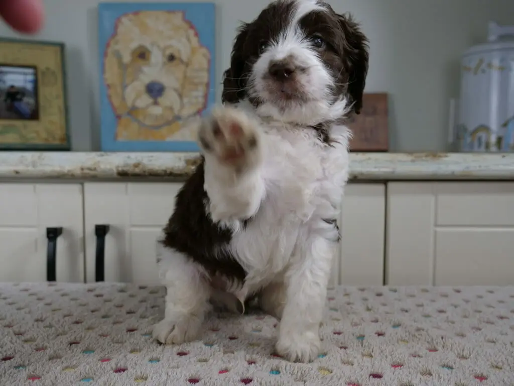 6-week old dark chocolate and white labradoodle puppy sitting on a white blanket with multicolored dots on it. He has his paw raised in a high five position.