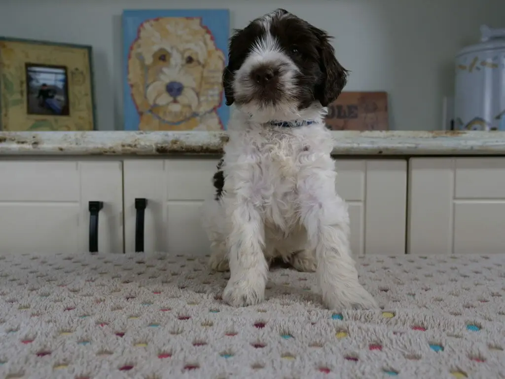 6-week old chocolate and white labradoodle puppy sitting on a white blanket with multicolored spots on it. He is looking at the camera. He is all white on his chest and front paws and he has chocolate patches over his eyes and his ears.