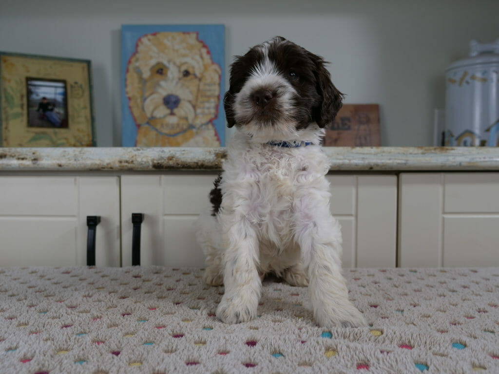 6-week old chocolate and white labradoodle puppy sitting on a white blanket. He is facing the camera with his head turned slightly to the left. His chest and front paws are white, his eyes and ears and just the end of his muzzle is chocolate.