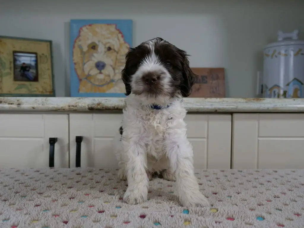 6-week old chocolate and white labradoodle puppy sitting on a white blanket with multicolored spots on it. He is facing the camera, his chest and front legs are white. Chocolate brown patches over both eyes and ears, and a bit of brown on his nose and mouth. Behind him is a counter with a painting of a labradoodle.