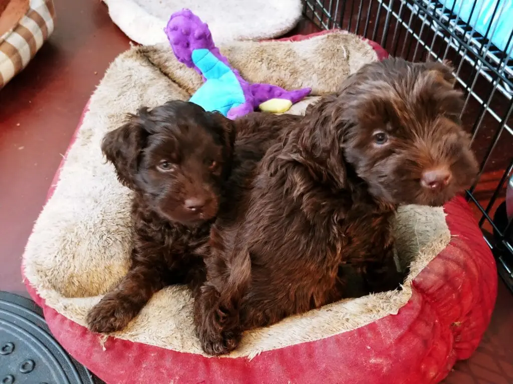 Two 6-week old chocolate labradoodles on a red dog bed. One is lying down with head raised, the other is sitting in front with its back toward the camera and has its head turned to look over its shoulder at the camera. A bright purple and turquoise toy is on the bed in the background.