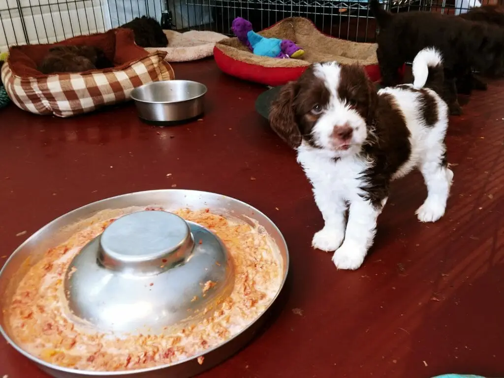 6-week old dark chocolate and white puppy standing next to a pan of orange soft food. In the background are various dog beds. The puppy is looking just to the right of the camera.