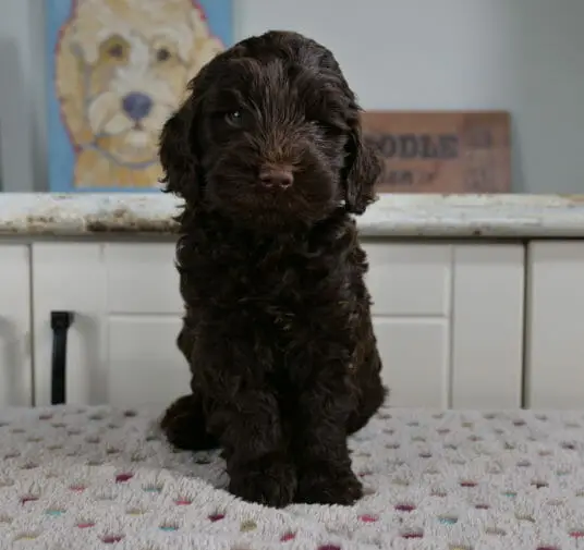 6-week old dark chocolate labradoodle puppy sitting on a white blanket with multicolored spots on it. He is sitting in front a white counter which has a painting of a labradoodle, a picture frame and a cookie jar. Puppy is sitting upright and facing the camera.