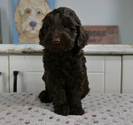 6-week old dark chocolate labradoodle puppy sitting on a white blanket with multicolored spots on it. He is facing the camera.