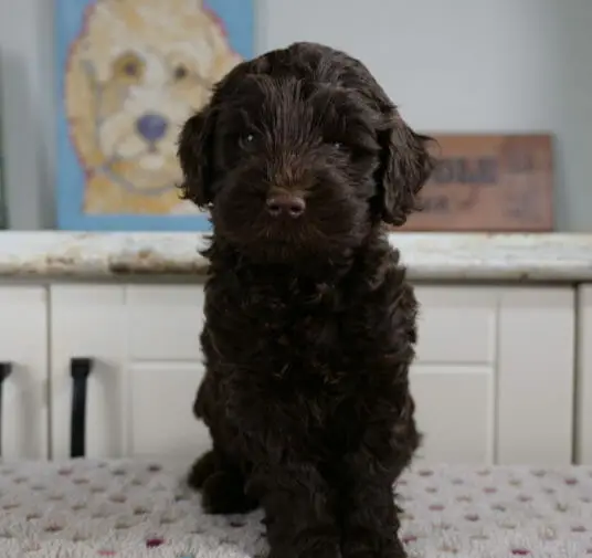 6-week old dark chocolate labradoodle puppy sitting on a white blanket.