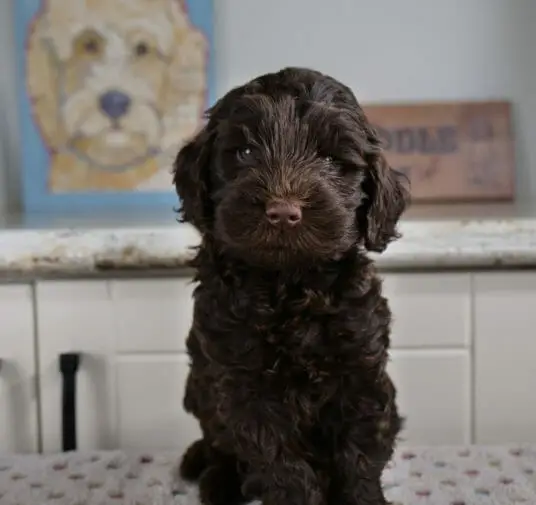 6-week old dark chocolate labradoodle puppy sitting on a white blanket in front of a white countertop with a painting of a labradoodle on it. Puppy is facing the camera and there are soft caramel tones in his coat shining in the light.