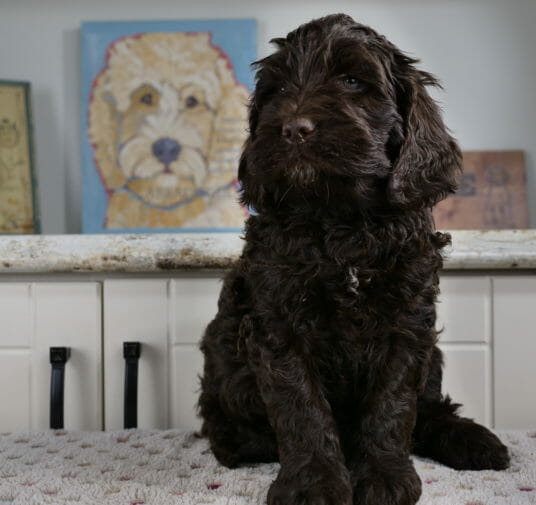 Dark discount chocolate labradoodle