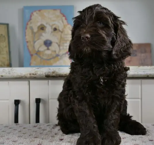 6-week old dark chocolate labradoodle puppy sitting on a white blanket with multicolored dots on it. He is sitting facing the camera with his front paws close together and looking just to the left. In the background is a painting of labradoodle.