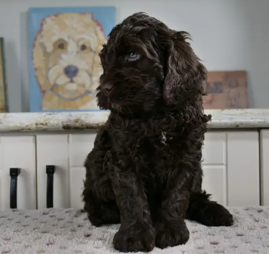 6-week old dark chocolate labradoodle puppy sitting on a white blanket with multicolored spots on it. His body is facing the camera and he has his head tilted down and to the left. Behind him is white cupboards and a painting of a labradoodle.