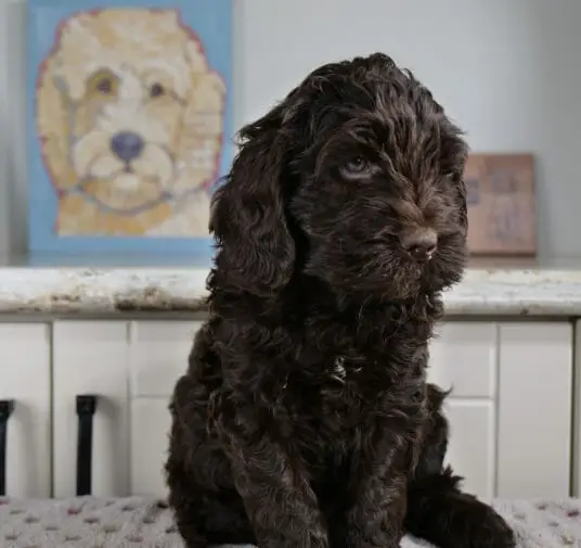 Labradoodle_Puppy_CN_Week6_Orange (8)