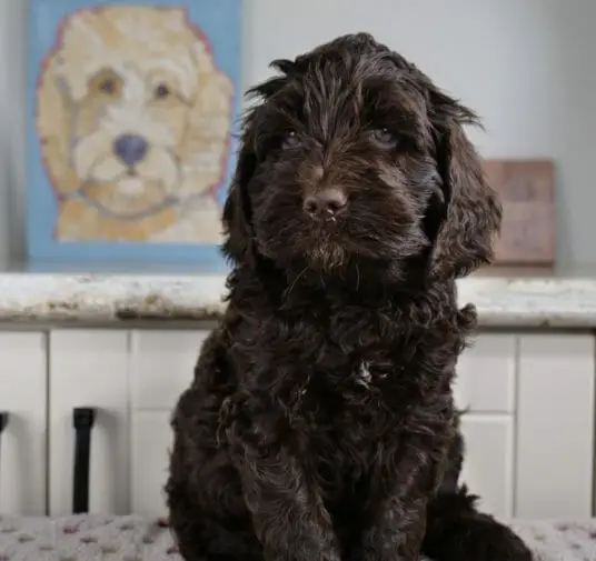 6-week old dark chocolate labradoodle puppy sitting on a white blanket with multicolored spots on it. Puppy is sitting upright facing the camera.