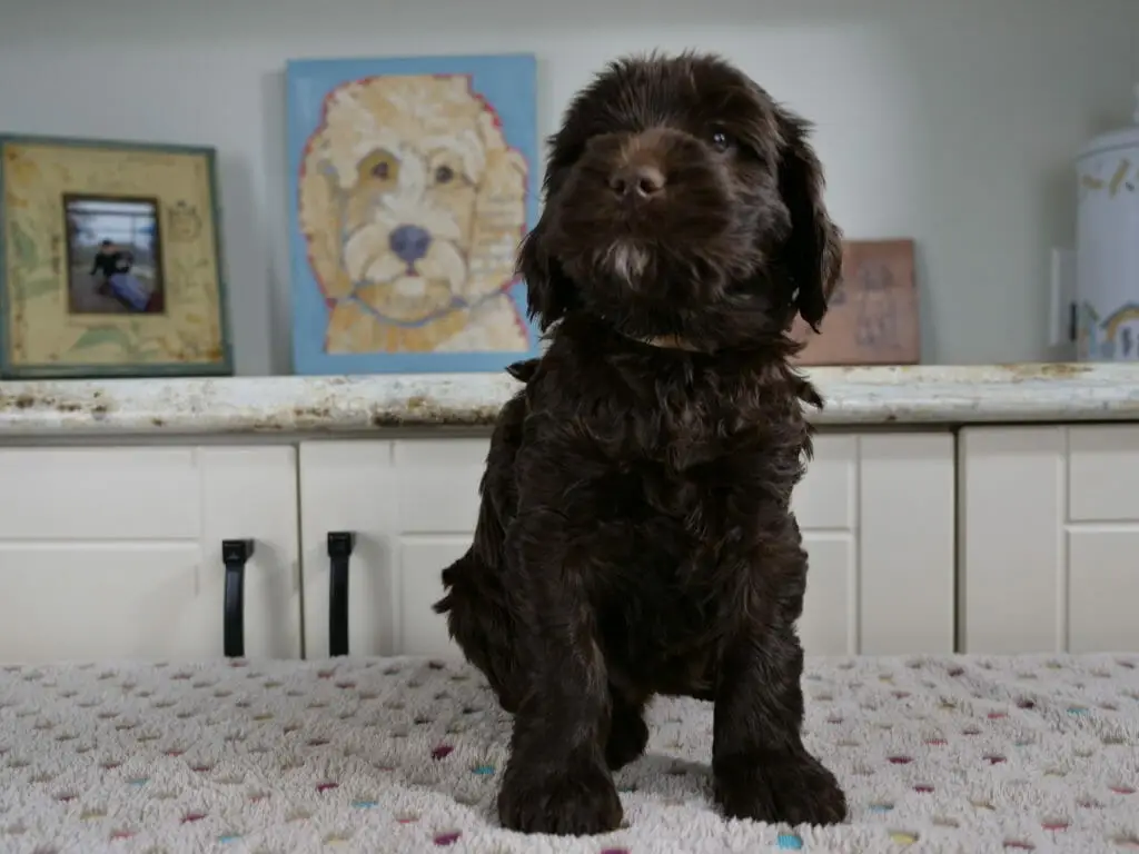 6-week old chocolate labradoodle puppy sitting on a white blanket with multicolored spots on it. She is looking up and to the left of the camera, allowing us to see her little goatee and caramel tones on her muzzle.